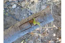 Badem Aşılama Nasıl Yapılır? Badem Aşılama Nasıl Yapılır?