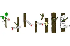 Gül Nasıl Aşılanır? Gül Nasıl Aşılanır?