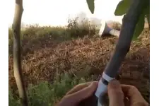 İncir Aşılama Nasıl Yapılır?