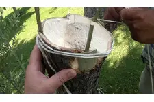 Zeytin Aşılama Nasıl Yapılır? Zeytin Aşılama Nasıl Yapılır?