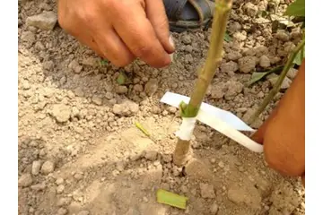 Fidan Aşılama Nasıl Yapılır?