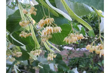 Ihlamur Aşılama Türleri ve Özellikleri